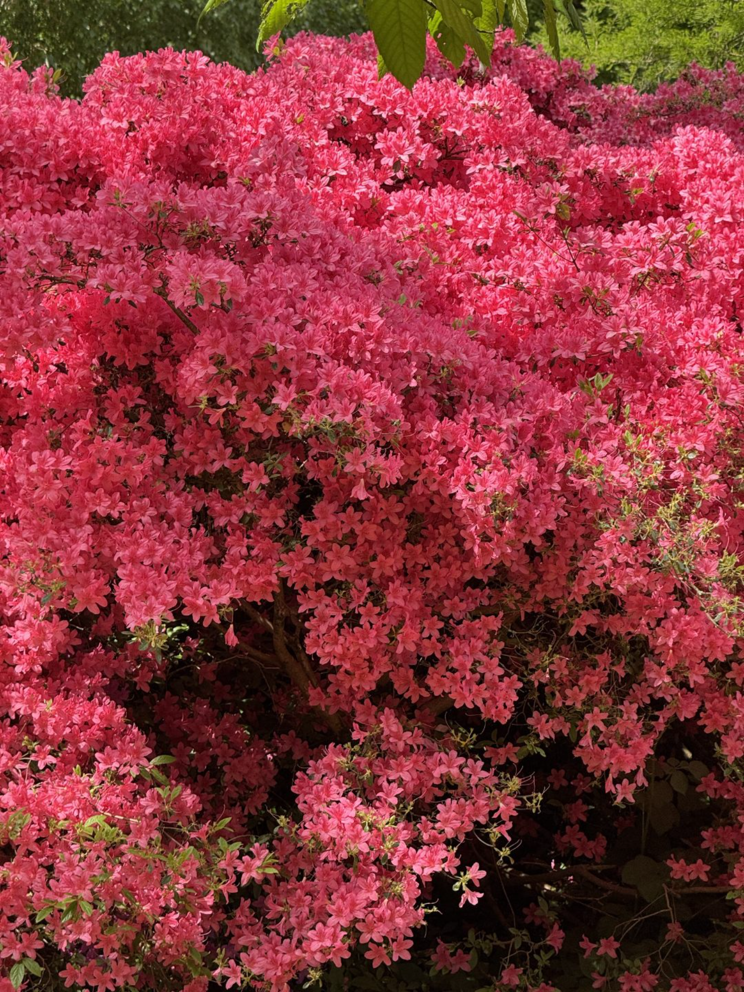Isabella Plantation
