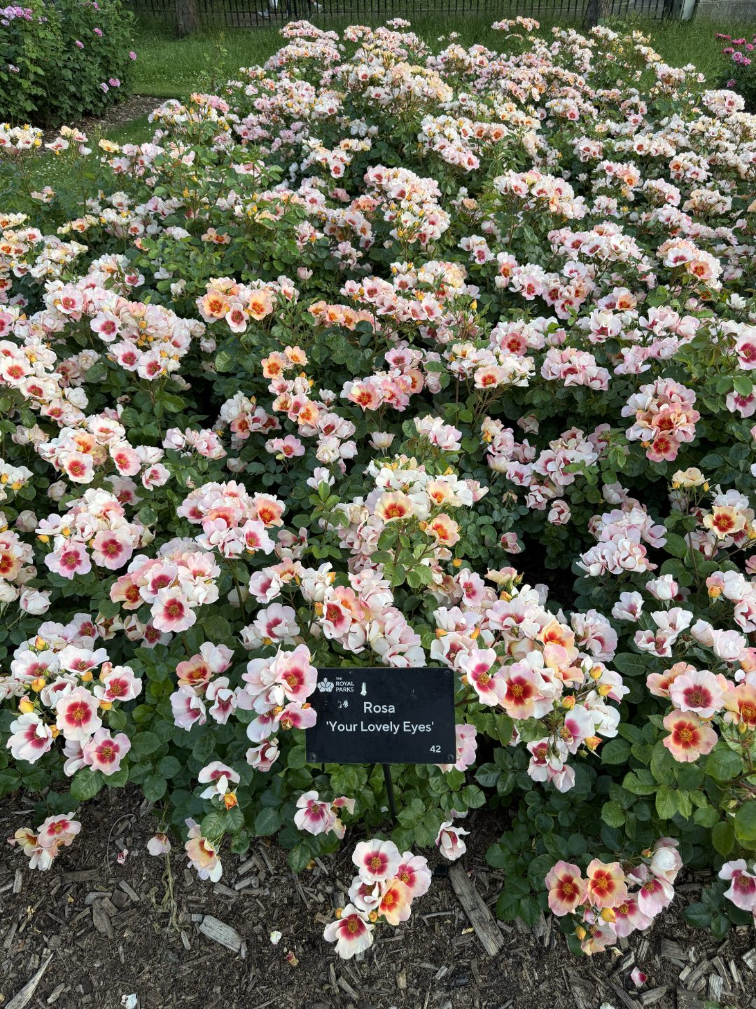 Queen Mary's Gardens